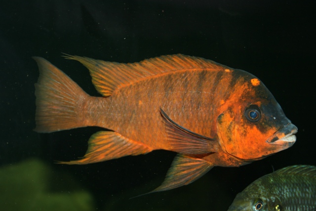 20111121222214_Petrochromis sp red bulu pointr_0539.JPG